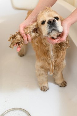 Amerikan Cocker Spaniel banyoda. Yürüyüşten sonra bir köpeği yıkamak. Kadınların elleri bir köpeği küvette yıkar..