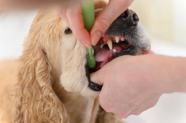 Diş fırçasıyla Cocker Spaniel köpek dişlerini temizliyorum. Amerikan cocker spaniel dişlerini fırçalayan bir kadın. Diş fırçası Köpek.