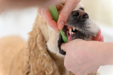 Diş fırçasıyla Cocker Spaniel köpek dişlerini temizliyorum. Amerikan cocker spaniel dişlerini fırçalayan bir kadın. Diş fırçası Köpek.