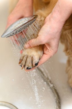 Bir kadın, Cocker Spaniel köpeğinin patisini banyoda şampuanla yıkıyor..