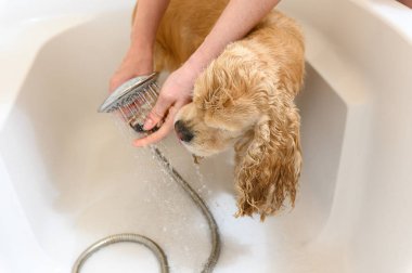 Bir kadın, Cocker Spaniel köpeğinin patisini banyoda şampuanla yıkıyor..