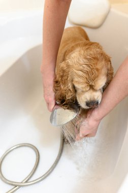 Bir kadın, Cocker Spaniel köpeğinin patisini banyoda şampuanla yıkıyor..