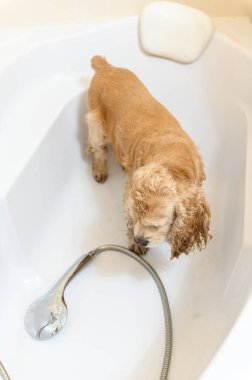 Amerikan Cocker Spaniel banyoda. Yukarıdan görüntüle.