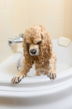 Islak bir spanyel küvette arka ayakları üzerinde durur. Amerikalı cocker spaniel banyoda..
