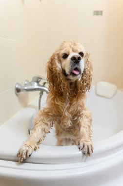 Islak bir spanyel küvette arka ayakları üzerinde durur. Amerikalı cocker spaniel banyoda..