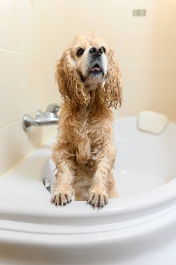 Islak bir spanyel küvette arka ayakları üzerinde durur. Amerikalı cocker spaniel banyoda..