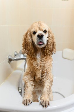 Islak bir spanyel küvette arka ayakları üzerinde durur. Amerikalı cocker spaniel banyoda..