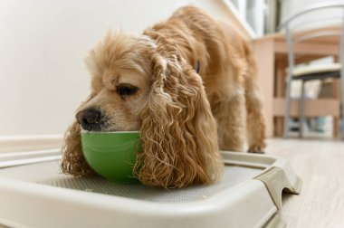 Amerikan Cocker Spaniel köpeği evde kuru yiyecekler yiyor. Alt görünüm, geniş açı.