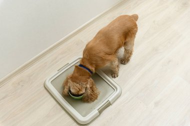 Amerikan Cocker Spaniel köpeği evde kuru yemek yiyor..