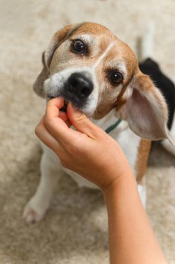 İçerideki bir halıda oturan insan eliyle beslenen sevimli bir av köpeği. Köpek, sıcak ve dostane bir atmosfer yaratarak, ödül alırken meraklı ve mutlu görünüyor..