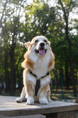 Siyah koşumlu kırmızı beyaz bir Galli Corgi parktaki ahşap bir platformda oturuyor. Köpek dilini dışarı çıkarır. Arkaplanda yeşil ağaçlar ve güneş ışığı.