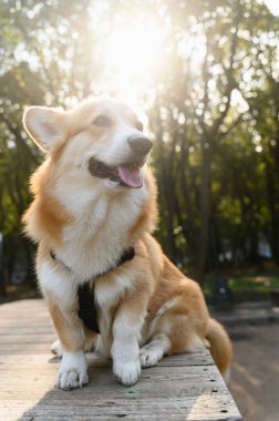 Siyah koşumlu kırmızı beyaz bir Galli Corgi parktaki ahşap bir platformda oturuyor. Köpek dilini uzatır ve yana bakar. Arkaplanda yeşil ağaçlar ve güneş ışığı.