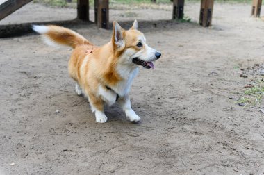 A red and white Welsh Corgi with a fluffy tail walks on a sandy surface at a dog training ground. The dog has its tongue out and ears perked up, looking to the side. clipart