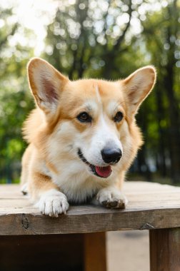 Kırmızı ve beyaz bir Galli Corgi bir köpek eğitim alanında ahşap bir platformda yatıyor. Köpek dilini dışarı çıkarır, kulaklarını açar ve yan tarafa bakar. Yeşil ağaçlar ve güneş ışığı doğal bir zemin oluşturur.