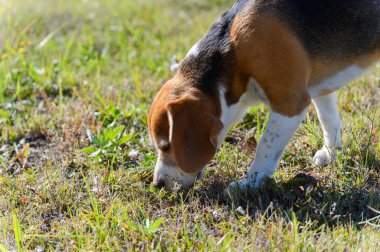 Beyaz, kahverengi ve siyah kürklü üç renkli bir av köpeği güneşli bir tarlada otları koklar. Kuyruğu kalkıyor ve kulakları sarkıyor. Arka planda bulanık bir çit ve bitki örtüsü var..