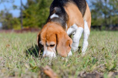 Beyaz, kahverengi ve siyah kürklü üç renkli bir av köpeği güneşli bir tarlada otları koklar. Kuyruğu kalkıyor ve kulakları sarkıyor. Arka planda bulanık bir çit ve bitki örtüsü var..