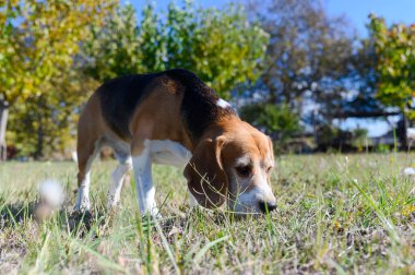 Beyaz, kahverengi ve siyah kürklü üç renkli bir av köpeği güneşli bir tarlada otları koklar. Kuyruğu kalkıyor ve kulakları sarkıyor. Arka planda bulanık bir çit ve bitki örtüsü var..