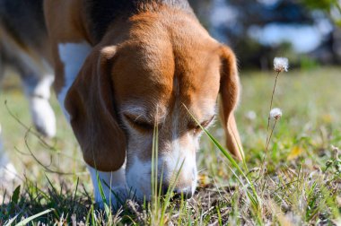 Beyaz, kahverengi ve siyah kürklü üç renkli bir av köpeği güneşli bir tarlada otları koklar. Kuyruğu kalkıyor ve kulakları sarkıyor. Arka planda bulanık bir çit ve bitki örtüsü var..