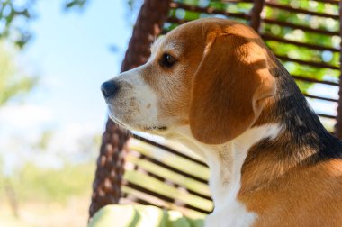 Beyaz, kahverengi ve siyah kürklü üç renkli bir av köpeği yeşil yastıklı hasır bir sandalyede oturur. Kafaya yakın çekim, yan görüş.