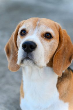 Kahverengi, beyaz ve siyah kürklü üç renkli bir av köpeği yakın çekimde yakalanır. Köpek koyu kahverengi gözlerle yukarı bakıyor. Kulakları sarkık ve arka plan bulanık..