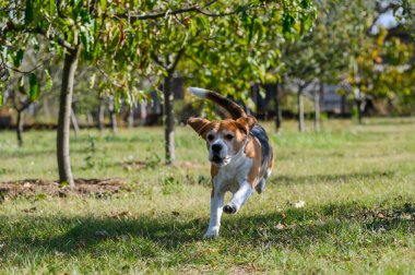 Beyaz, kahverengi ve siyah kürklü üç renkli bir av köpeği güneşli bir bahçede çimlerin üzerinde enerjik bir şekilde koşar. Kulakları kanat çırpıyor ve kuyruğu kalkıyor. Arkaplanı yeşil ağaçlar ve çimenler dolduruyor.