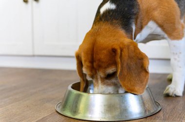 Kahverengi, beyaz ve siyah kürklü üç renkli bir av köpeği ahşap zemindeki metal bir yemek kasesinden yemek yer. Köpek yemeğine odaklanmış durumda. Arka planda beyaz mutfak dolapları ve çekmeceler var..