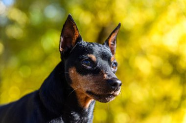 Siyah ve bronzlaşmış minyatür bir köpeğe yakın plan çekimde perçinli kulakları yana bakıyor. Arka planda bulanık sonbahar yapraklarının yumuşak sarı bokeh etkisi var. Sıcak bir atmosfer yaratıyor..
