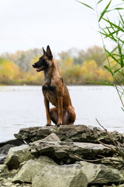 Kahverengi ve siyah paltolu Belçikalı bir Malinois köpeği sakin bir gölün yanındaki kayalarda dikkatlice oturur. Köpek kulakları açık bir şekilde yana bakıyor. Arka planda su, ördekler ve sonbahar ağaçları yer alıyor..
