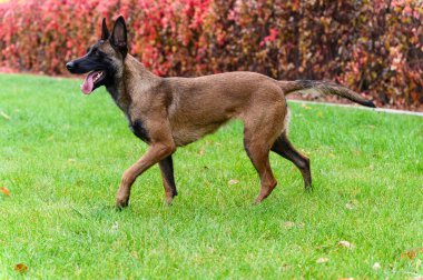 Kahverengi ve siyah paltolu Belçikalı bir Malinois köpeği yeşil çimlerin üzerinde yürüyor, dili dışarı çıkıyor. Köpeğin kulakları kabarır ve kuyruğu hafifçe kalkar..