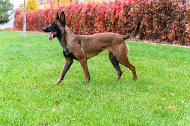 Kahverengi ve siyah paltolu Belçikalı bir Malinois köpeği yeşil çimlerin üzerinde yürüyor, dili dışarı çıkıyor. Köpeğin kulakları kabarır ve kuyruğu hafifçe kalkar..