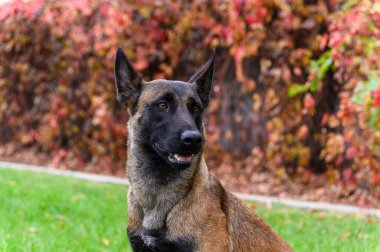 Kahverengi ve siyah paltolu Belçikalı bir Malinois köpeğinin yakın çekimi, kulakları kalkık ve dili dışarı bakıyor. Arka planda kırmızı ve turuncu sonbahar yaprakları ve yeşil çimenler yer alıyor..