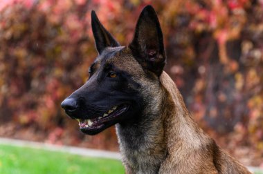 Kahverengi ve siyah paltolu Belçikalı bir Malinois köpeğinin yakın çekimi, kulakları kalkık ve dili dışarı bakıyor. Arka planda kırmızı ve turuncu sonbahar yaprakları ve yeşil çimenler yer alıyor..