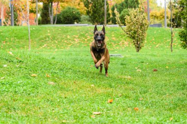 Kahverengi ve siyah paltolu Belçikalı bir Malinois köpeği, kulakları havada ve dili dışarıda çimenli bir alanda enerjik bir şekilde koşar. Sonbahar yaprakları ve yaprakları yere saçılmış arka plan ağaçları..