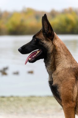 Ördekli göle bakan kahverengi ve siyah ceketli Belçikalı bir Malinois köpeğinin yakın plan görüntüsü. Köpeğin kulakları kabarır ve dili hafifçe dışarı çıkar..
