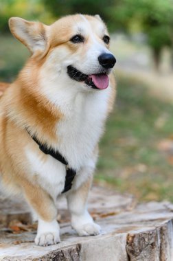 Parktaki ağaç kütüğünün üzerinde koşumlu şirin bir sosisli sandviç. Köpek dili dışarı çıkmış bir şekilde yana bakıyor. Açık hava çekimi yumuşak doğal ışık ve bulanık yeşil arka plan.