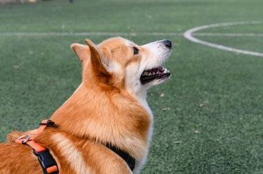Turuncu kayışlı bir Corgi köpeği, ağzı açık yukarı bakıyor. Köpek yapay yeşil çimlerde oturuyor ya da ayakta duruyor. Dışarıda gündüz vakti insan yok..