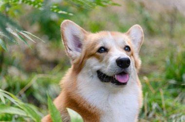 Dili dışarıda, ormanda yemyeşil bitkilerin arasında oturan mutlu Corgi köpeği. Doğal ışıkla çevrili, yapraklarla çevrili. Kimse yok..