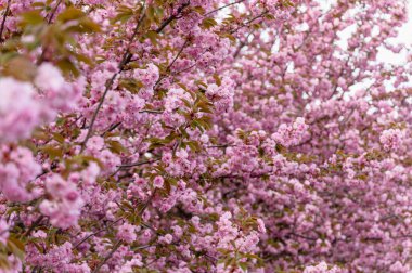 Baharda açık havada çekilmiş pembe çiçekli yoğun sakura ağaçları. Sahne zengin çiçek dokusunu ve doğal yumuşak ışığı gösteriyor..