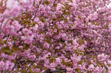 Baharda açık havada çekilmiş pembe çiçekli yoğun sakura ağaçları. Sahne zengin çiçek dokusunu ve doğal yumuşak ışığı gösteriyor..