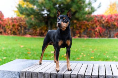Siyah ve bronzlaşmış minyatür pinscher köpeği parktaki ahşap bir bankta dikilip yan tarafa bakıyor. Parlak yeşil çimenler ve arka planda renkli sonbahar ağaçları, insan yok, gün ışığı.