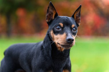 Dik kulakları ve tetikte gözleri olan siyah ve bronzlaşmış bir minyatür köpeğe yakından bakın. Bulanık arka planda yeşil çimenler ve kırmızı-turuncu sonbahar yaprakları var..