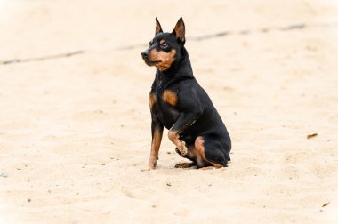 Siyah ve bronzlaşmış minyatür köpek kumlu bir yüzeyde oturuyor. Dışarıda gün ışığı var, insan yok, sakin bir ortam ve tarafsız bir altyapısı var..