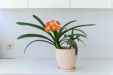 Açık seramik kapta yetişen yeşil yapraklı canlı turuncu klivya bitkisi. Beyaz ahşap duvarlı ve tezgahlı bir ev, insan yok..