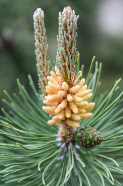 Uzun yeşil iğneli bir çam ağacının üzerindeki genç erkek ve dişi kozalakların yakın çekimleri, yumuşak, bulanık bir arka planla gündüz çekimleri..