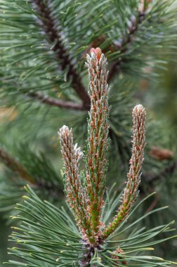 Taze yeşil iğneler ve kırmızımsı ot uçlarıyla genç çam ağaçlarının filizlendiği yakın plan, bulanık orman arka planına sahip açık havada doğal ışık altında yakalanmış..