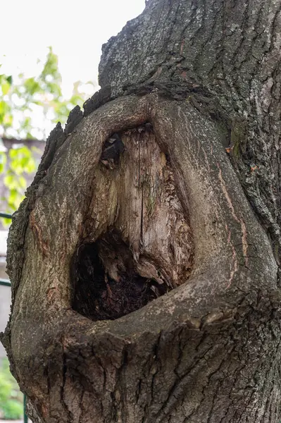 Eski bir ağaç gövdesine yakın, içi boş ve pürüzlü bir kabuğu var..