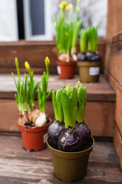 Yeşil yapraklı ve ahşap merdivenlere su damlaları konmuş saksıda duran bahar çiçeği soğanlarının yakın çekimi. Erken büyüme aşaması, doğal ışıklandırma, taze mevsimsel atmosfer.