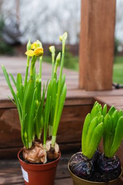 Taze yeşil yapraklı sarı nergis soğanları ve ahşap kapı merdivenlerine erken açan çiçekler. Doğal gün ışığı, kırsal bir ortamda ilkbahar gelişimi.
