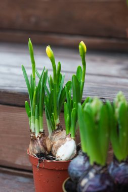 Yeşil yapraklı ve ahşap merdivenlere su damlaları konmuş saksıda duran bahar çiçeği soğanlarının yakın çekimi. Erken büyüme aşaması, doğal ışıklandırma, taze mevsimsel atmosfer.