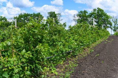 Güneşli bir günde tel kafes boyunca yetişen yeşil ahududu bitkileri. Açık arazi, mavi gökyüzü, beyaz bulutlar ve yaz mevsiminde zengin toprak..